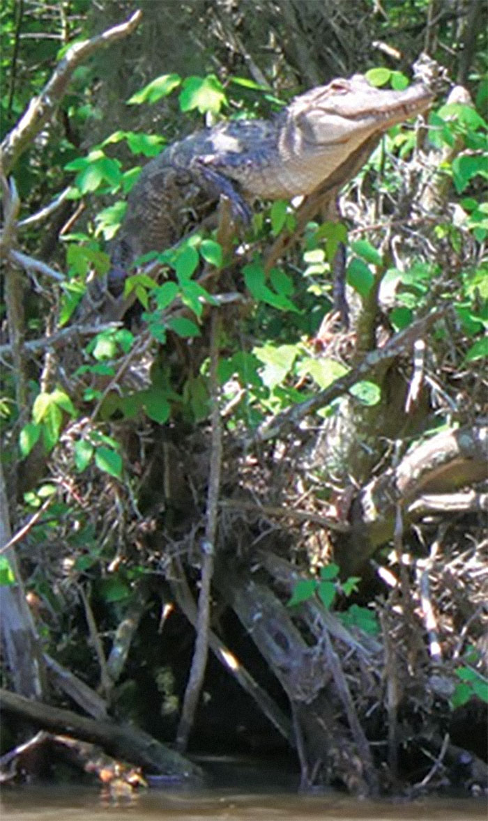 Disturbing-Facts-Tiktok-Criminal-Acttv