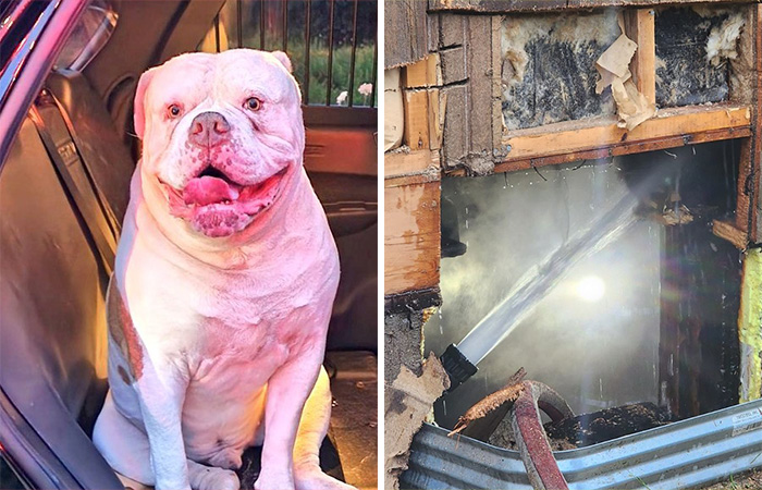 Heartwarming Story Of Dog Rescuing His Family From Fire