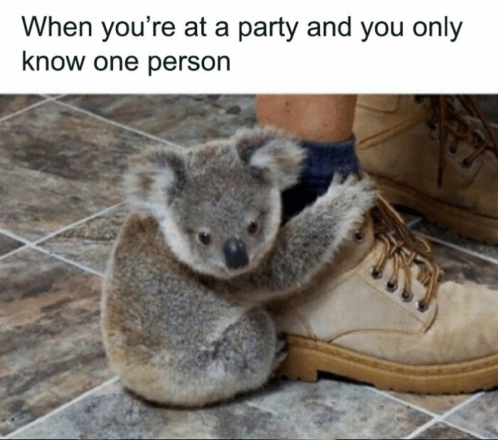 Koala clinging to a person's boot, humorously depicting friendship at a party.