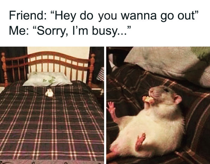 Rat relaxing on a bed with a snack, humorously declining a friend's invitation, embodying friendship memes theme.