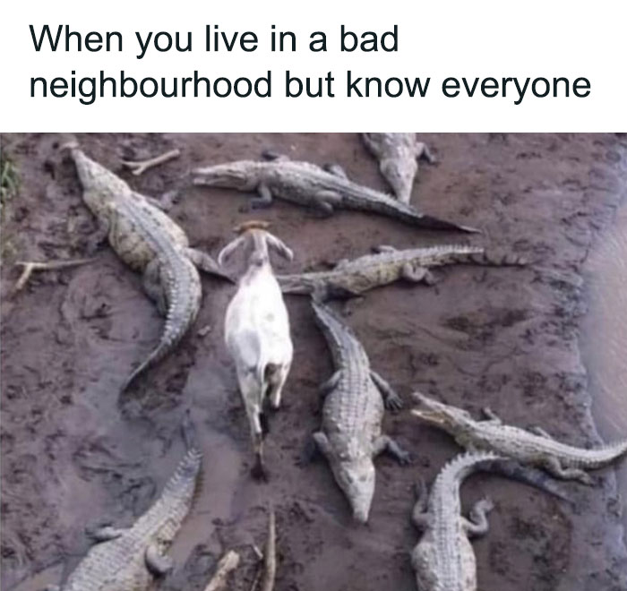 Goat walking among alligators, illustrating a friendship meme.