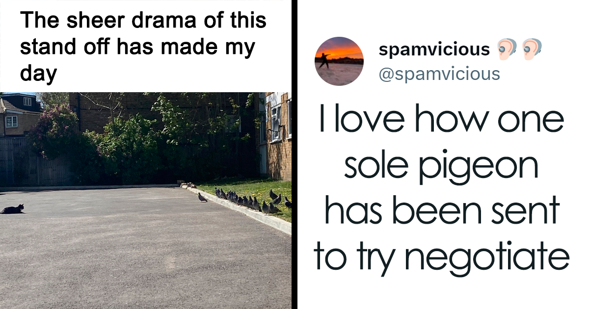 30 Of The Funniest Animal Memes To Make Your Day As Seen On This 