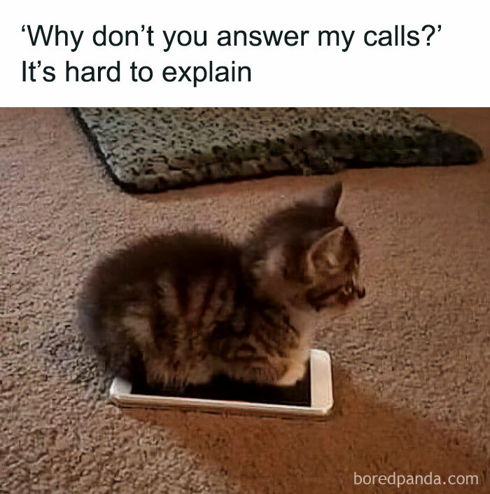 Cute kitten sitting on a phone with a humorous caption, capturing a funny and relatable cat moment.