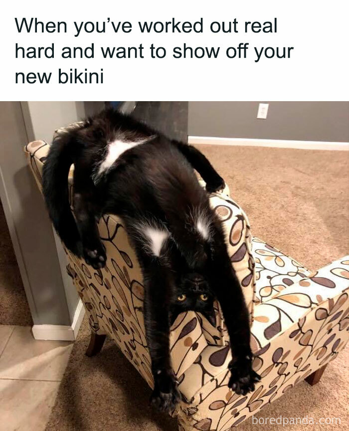 Funny cat meme with a black cat stretching upside down on a patterned chair, looking adorably awkward.