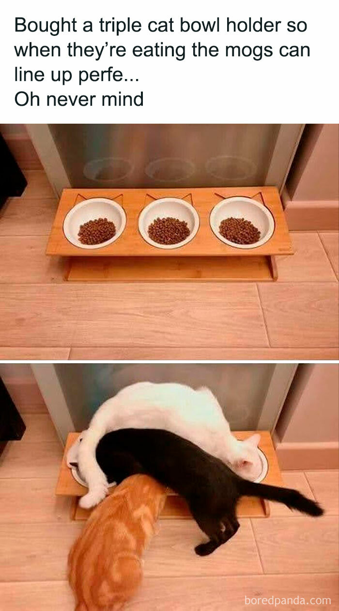 Triple cat bowl setup with three cats hilariously misaligned while eating, embodying funny and relatable cat memes.