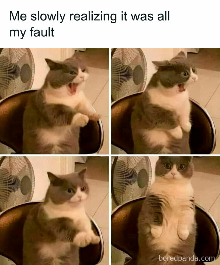 Four-panel meme of a cat realizing something shocking, with funny and relatable expressions.