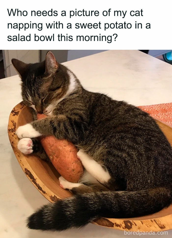 Cat napping with a sweet potato in a salad bowl, showcasing a funny and relatable scene.