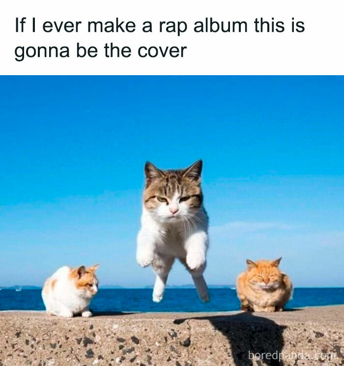 Three cats on a wall, one jumping with the caption about a rap album cover, showcasing funny and relatable cat humor.