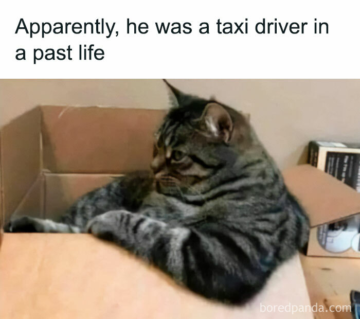 Funny cat sitting in a box like a driver, demonstrating relatable feline humor.