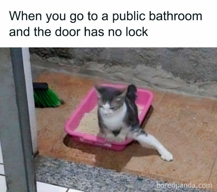 Cat humor: a cat awkwardly sitting in a pink litter box, mimicking a public bathroom situation without a lock.