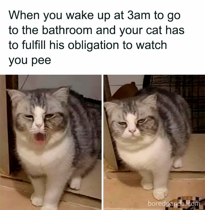 Funny cat meme showing a sleepy cat watching someone at 3am, looking both tired and curious.
