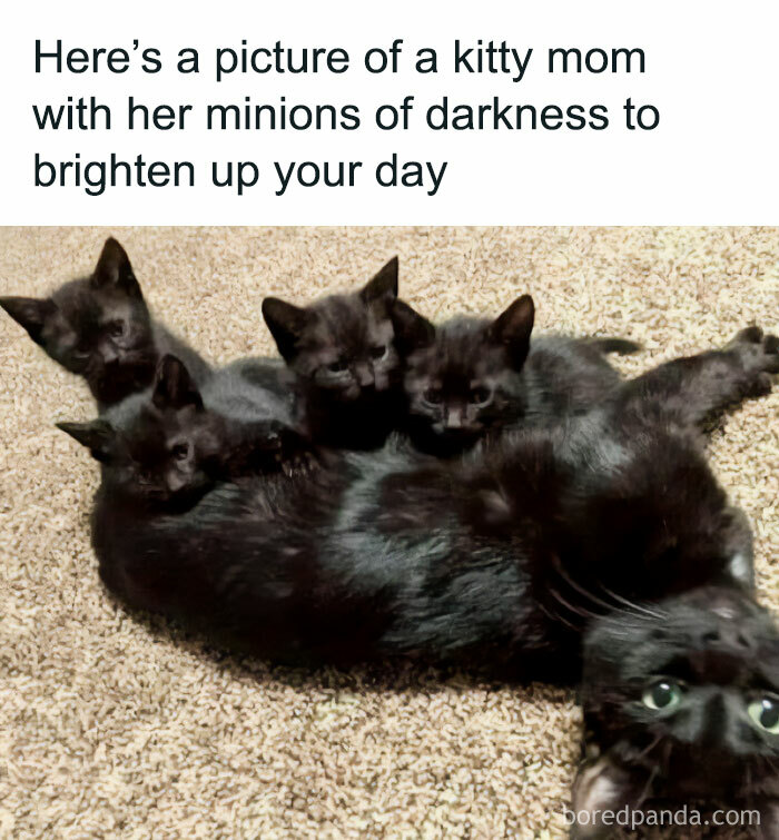 A black cat with her four kittens, all lying together on a carpet.