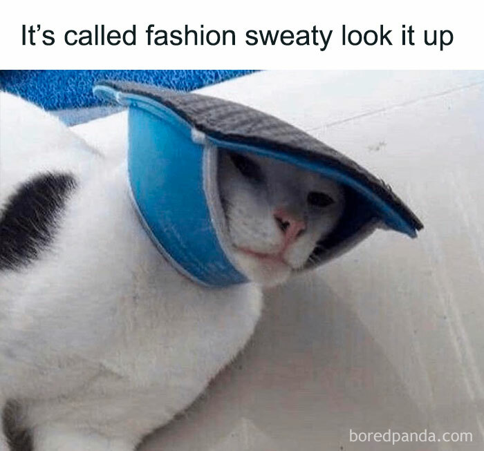 Funny-Cat-Pics-And-Memes