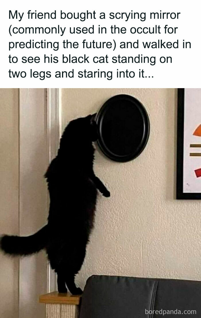 Black cat humorously stands on two legs, curiously staring into a scrying mirror on the wall.