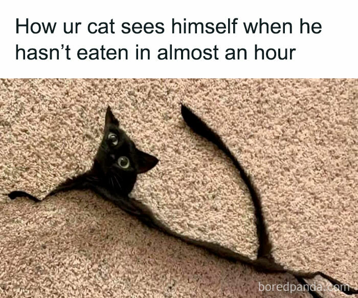 Funny and relatable cat meme of a thin black cat on carpet, humorously illustrating hunger.