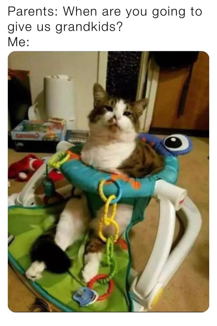 Funny-Cat-Pics-And-Memes