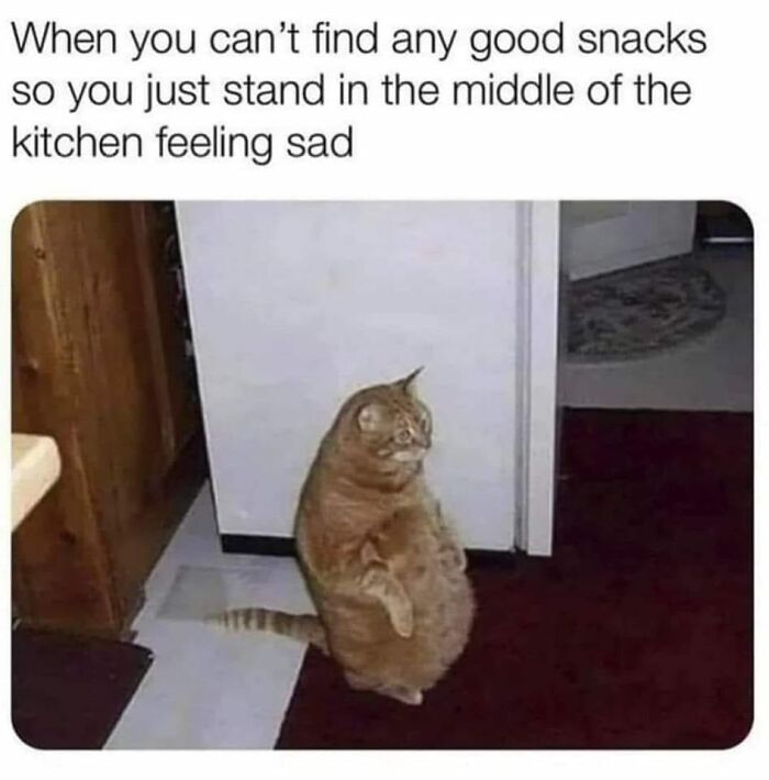 Funny and relatable cat standing in a kitchen, looking disappointed due to lack of snacks.