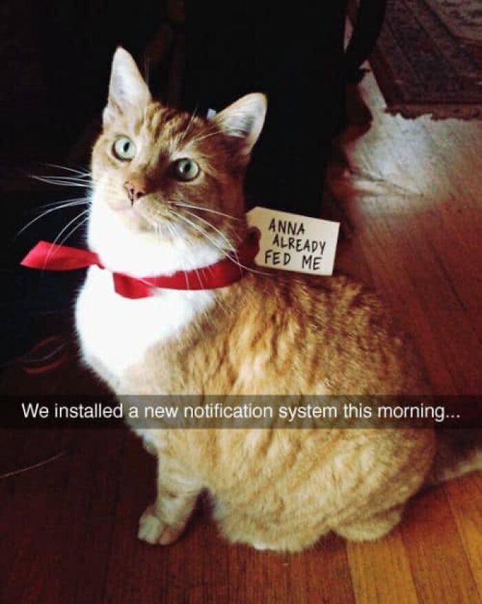 A cat with a red ribbon and a note that reads "Anna already fed me," illustrating a funny cat meme.