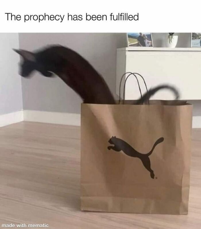 Funny-Cat-Pics-And-Memes