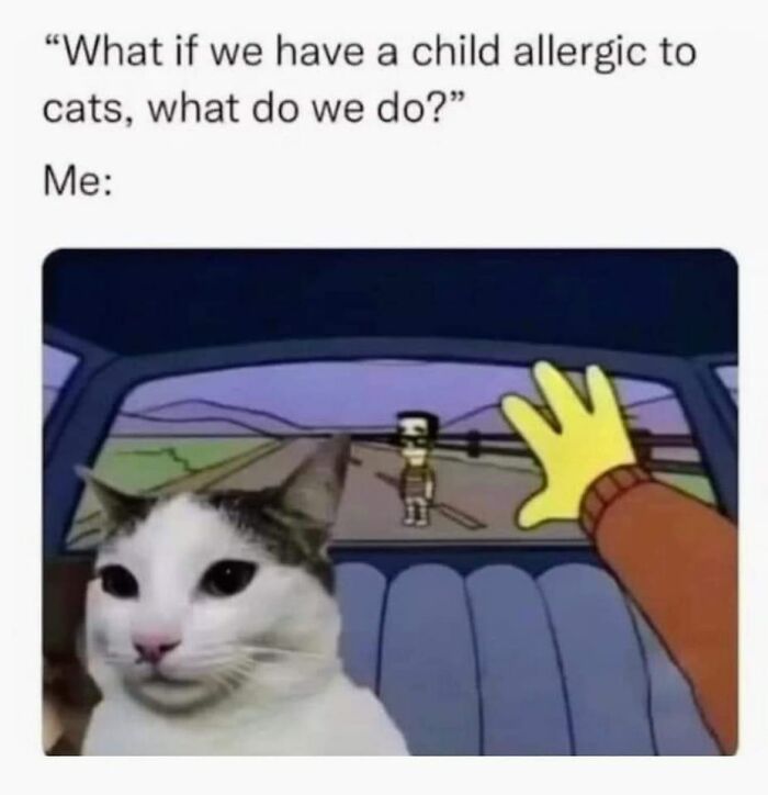 Funny-Cat-Pics-And-Memes