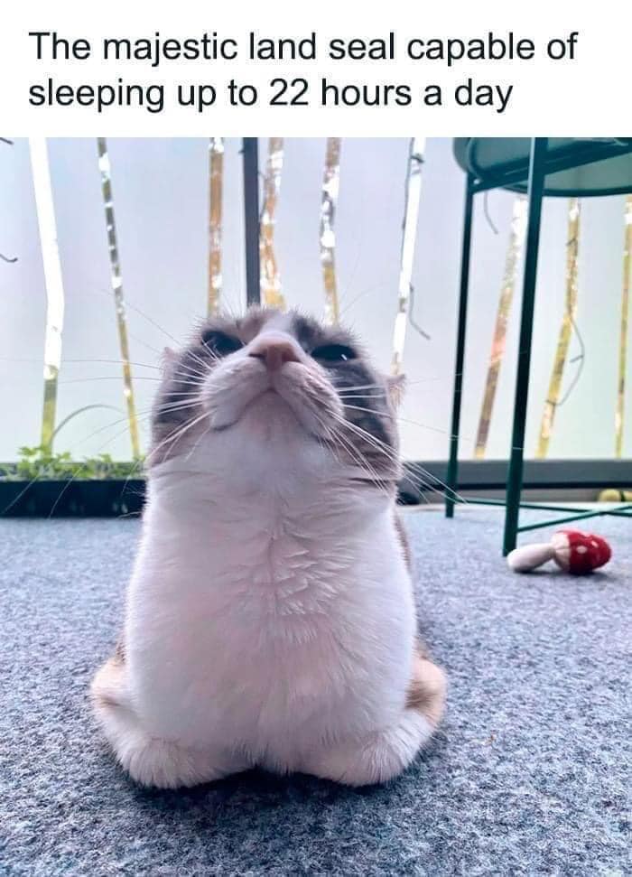 Funny cat lying on the floor resembling a seal, with a caption about sleeping 22 hours a day.