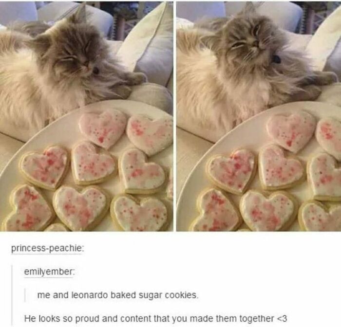 Funny-Cat-Pics-And-Memes