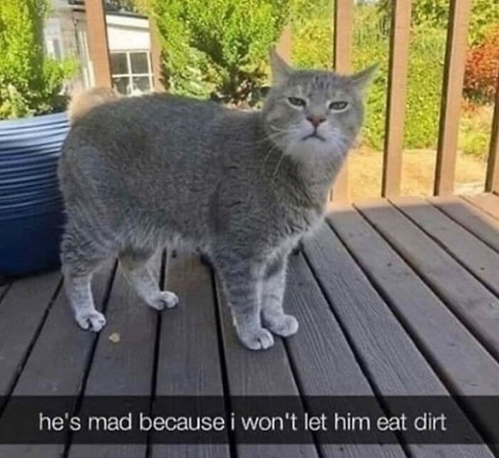 Funny-Cat-Pics-And-Memes