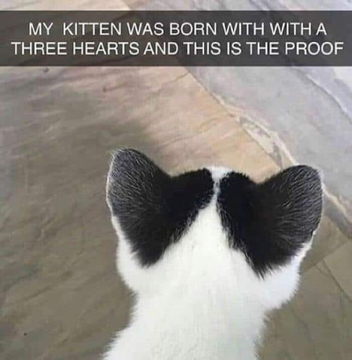 Cat with heart-shaped fur pattern on head, looking relatable and funny.