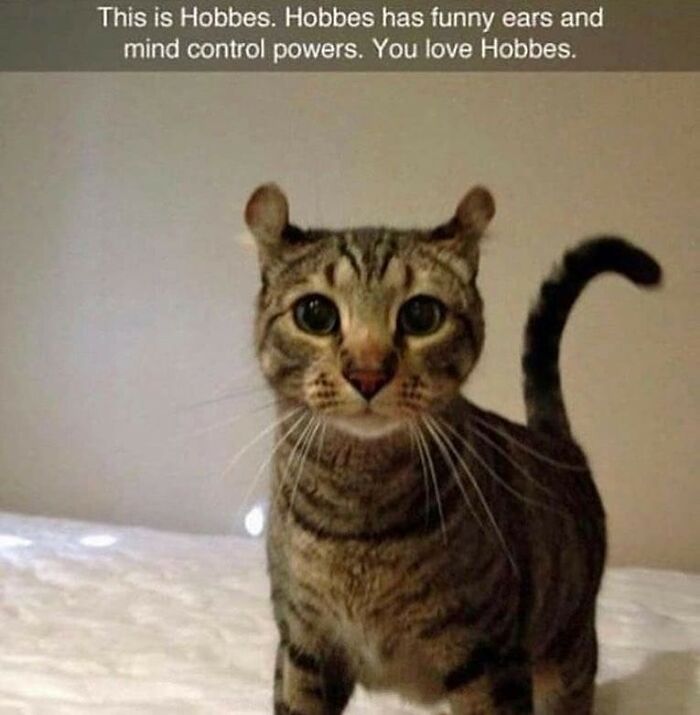 Funny tabby cat with wide eyes and playful ears on a bed, showcasing humorous charm.