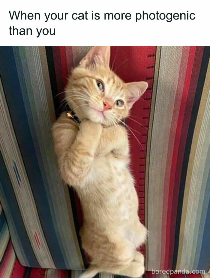 Photogenic cat posing humorously, embodying a funny and relatable meme moment.