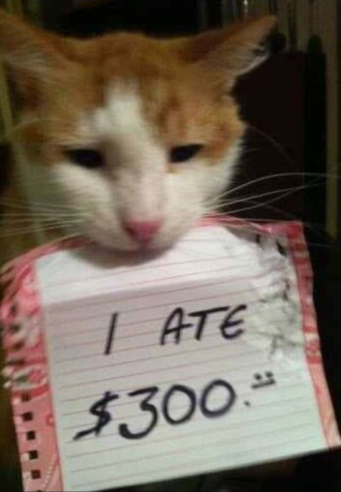 Funny-Cat-Pics-And-Memes