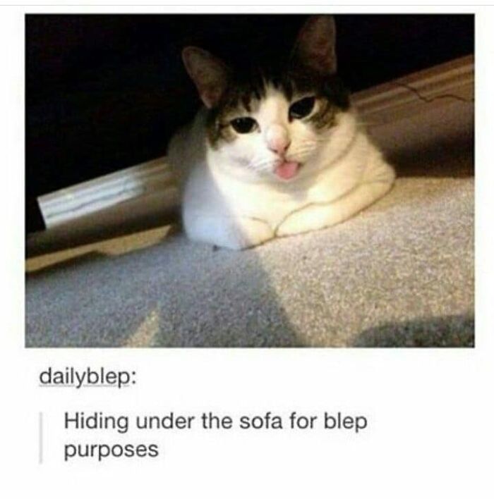 Funny-Cat-Pics-And-Memes