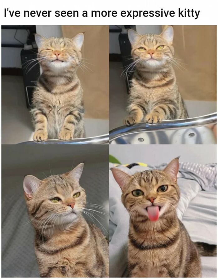 Expressive cat making funny faces, showcasing relatable feline humor and charm.