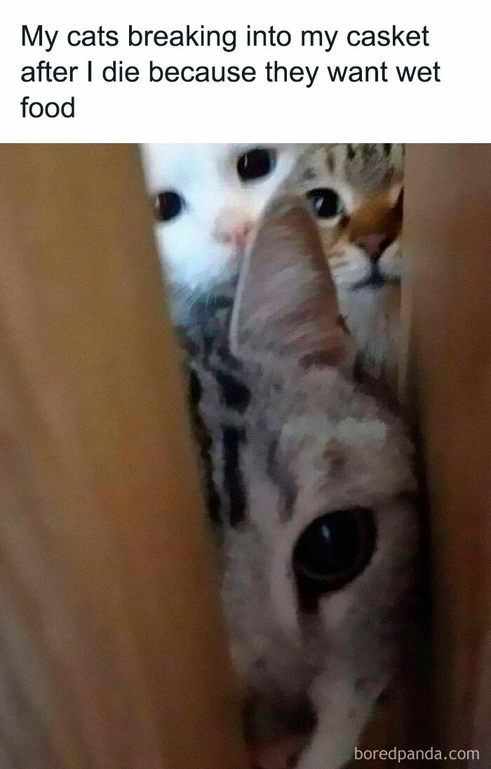 Three curious cats peeking through a narrow opening, looking eager and relatable.