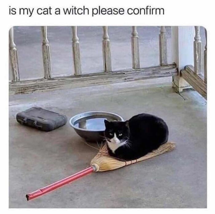 Funny-Cat-Pics-And-Memes