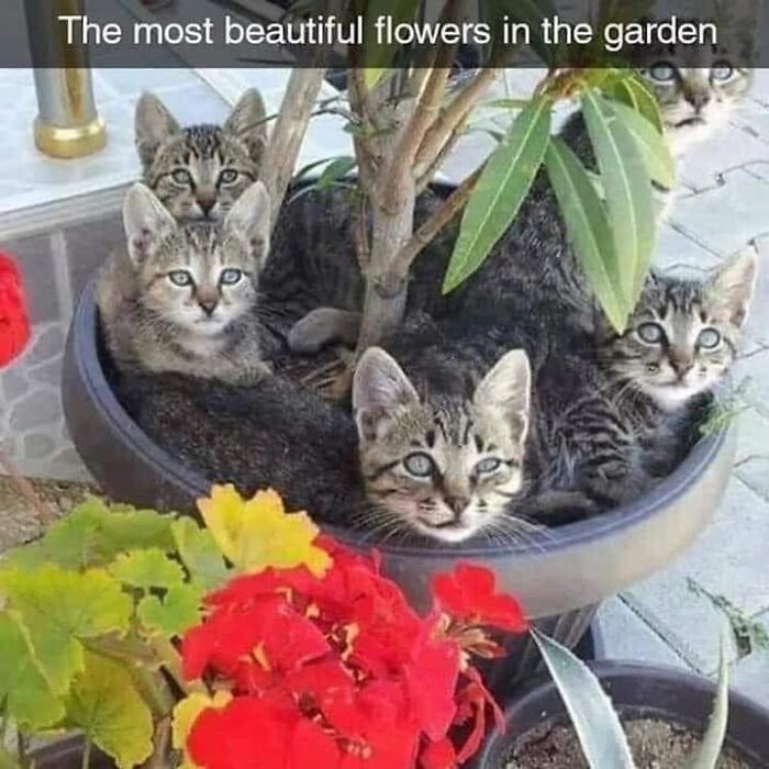 Kittens in a flower pot, surrounded by colorful blooms, looking adorably at the camera.