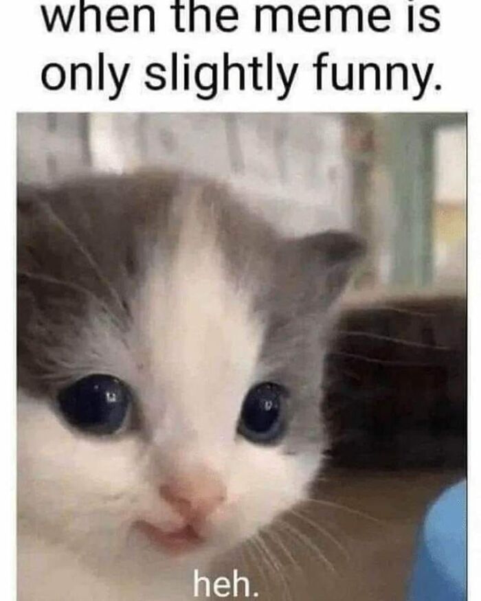 Cute cat with a slight smirk and funny meme text, perfect for fans of funny cat pics.