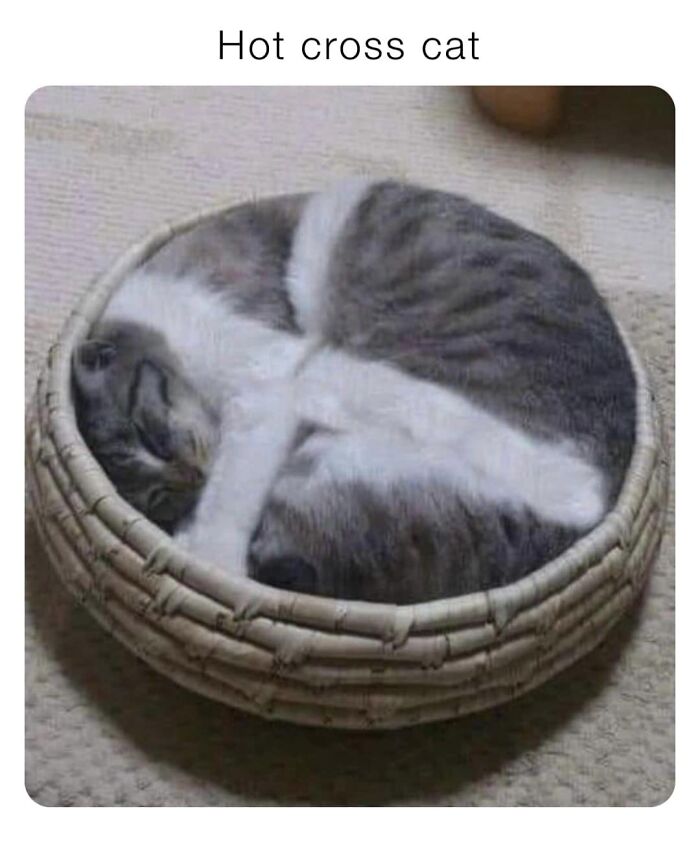Funny cat curled up in a basket, resembling a hot cross bun.