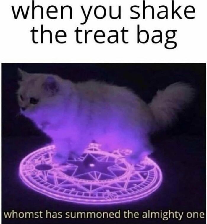 Fluffy cat standing on a glowing purple circle, humorously reacting to the sound of a treat bag.