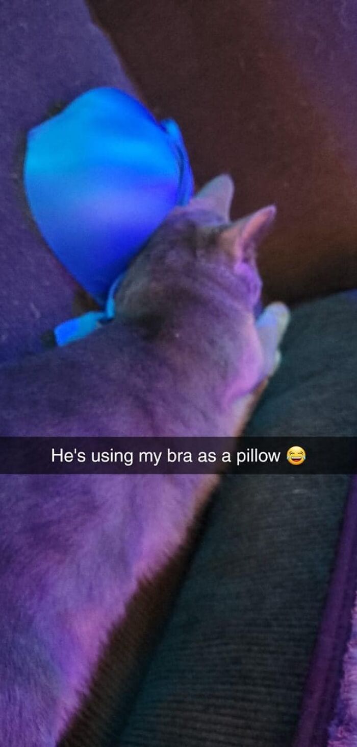 Funny-Cat-Pics-And-Memes