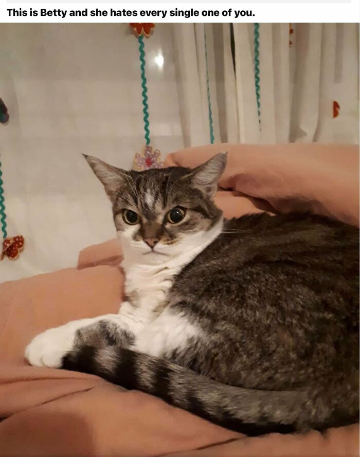 Grumpy cat lying on a bed, providing a funny and relatable expression to brighten your day.