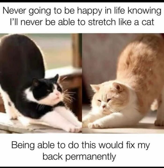Two funny cats stretching with captions about envying their flexibility.