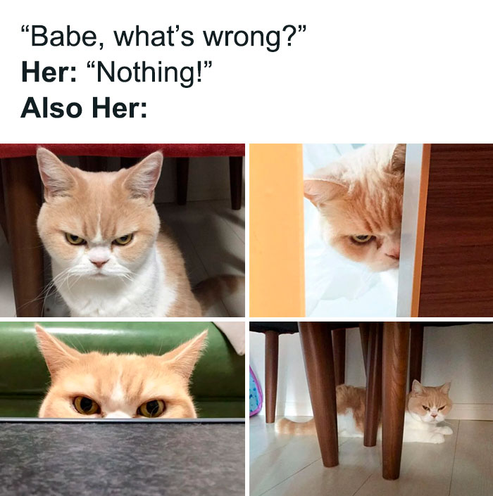 Funny cat looking grumpy and hiding in various spots, peeking with curiosity.