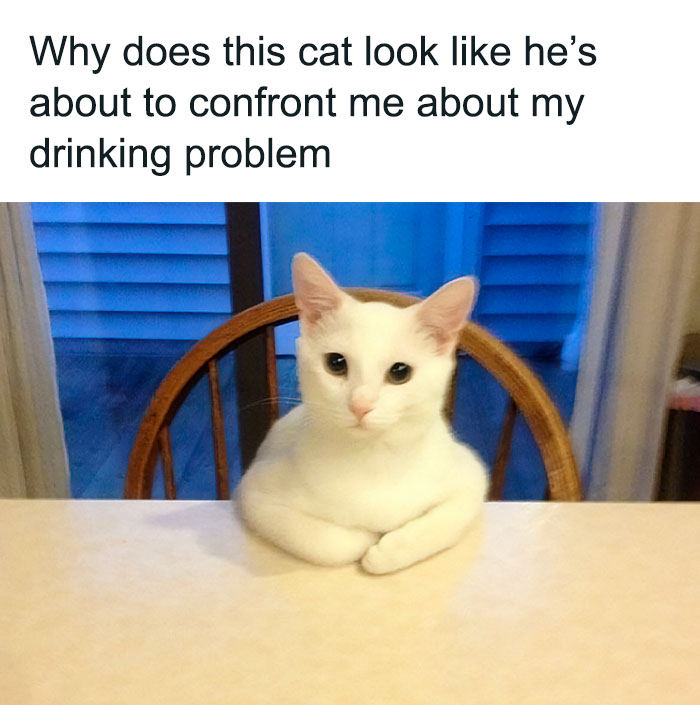A funny cat sitting at a table with paws crossed, appearing to confront someone.