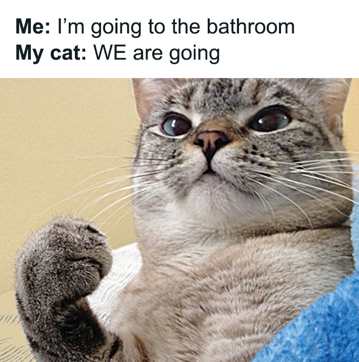 Funny cat meme with a cat looking determined, captioned about going to the bathroom together.