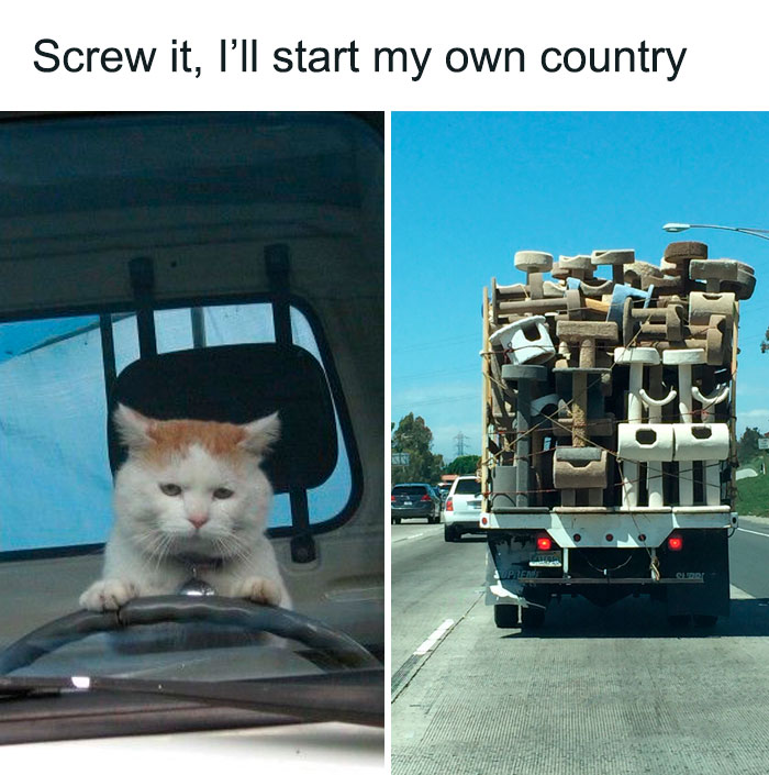 Funny cat driving a vehicle with a truck packed full of cat trees on a highway.