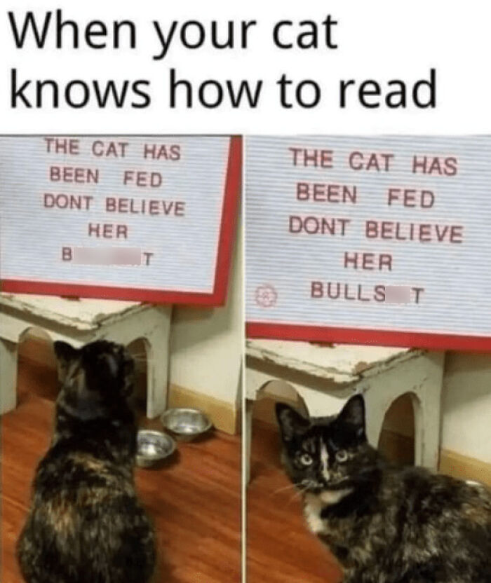 A funny cat looking at a sign that reads "The cat has been fed. Don't believe her."