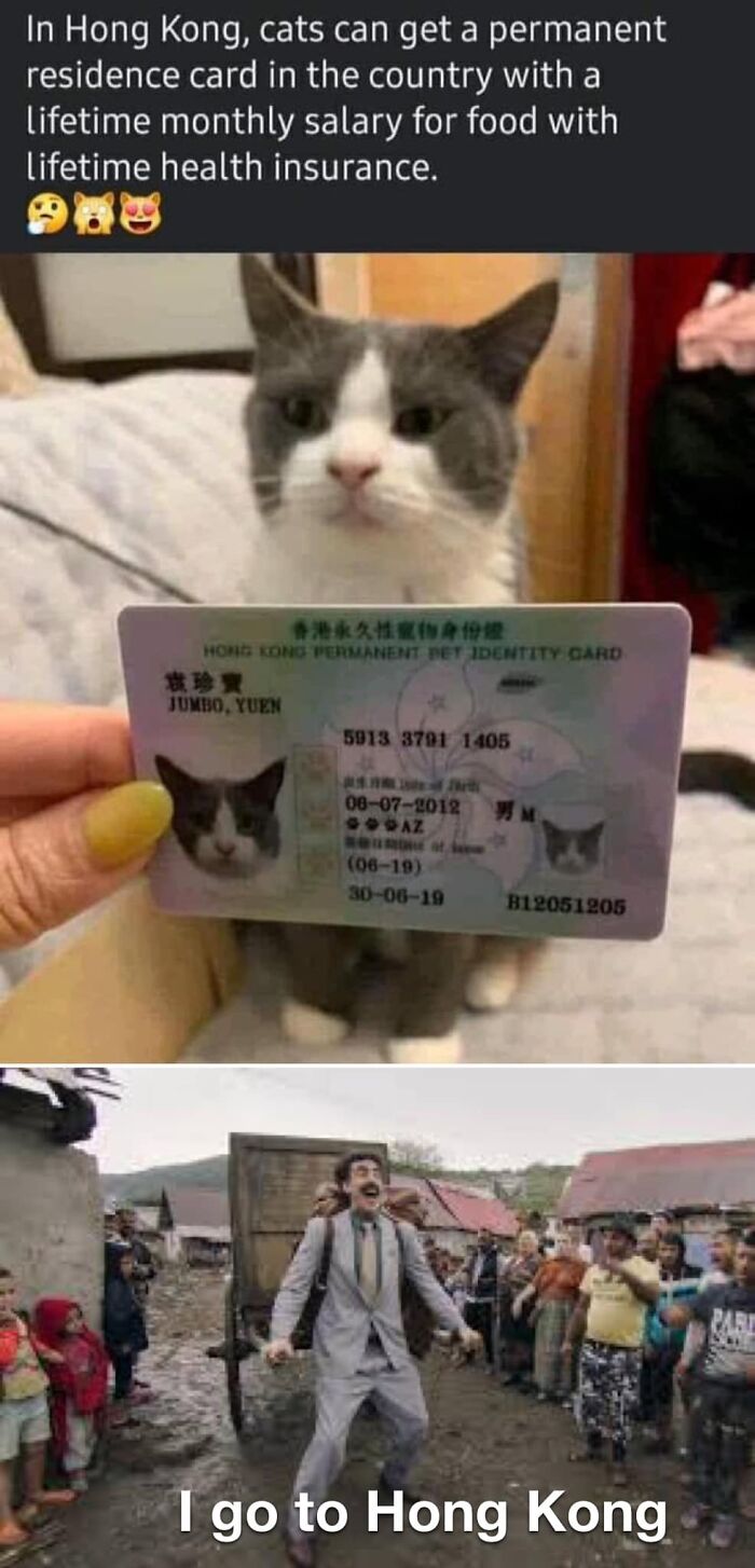 Funny-Kitty-Litterposting-Pictures