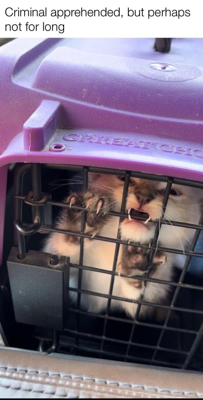 Funny-Kitty-Litterposting-Pictures