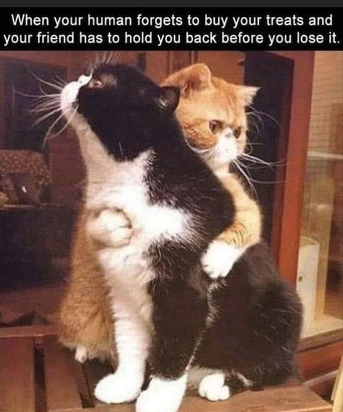 Funny-Kitty-Litterposting-Pictures